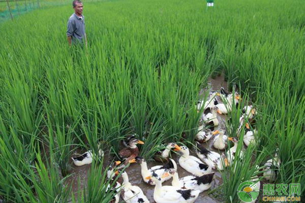 水<a href='https://www.cnhnb.com/t/42514.html' class='j-href' target='_blank'><span style='color:#FF8001'>稻田养殖</span></a>