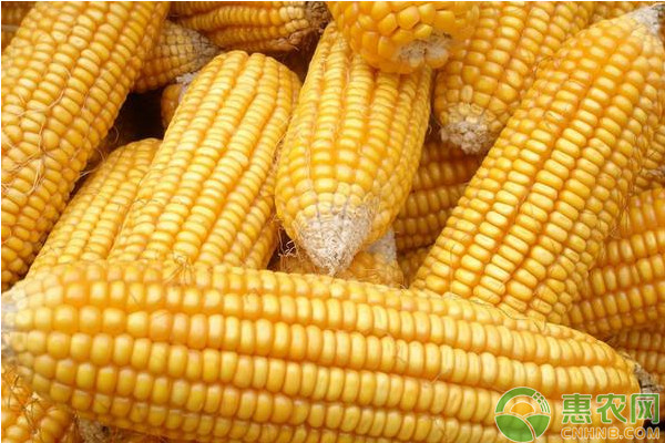 今日玉米价格多少钱一斤？6月26日全国玉米价格最新行情