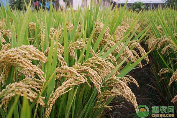 最近稻谷市场行情走势如何？近期国内稻米价格小幅走低，6月19日全国均价4302.00元/吨，较上周跌2.00元/吨。