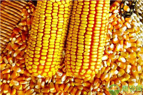 玉米价格多少钱一斤？6月27日玉米价格行情分析