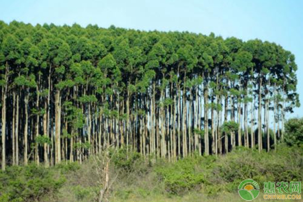 桉树种植 桉树种植