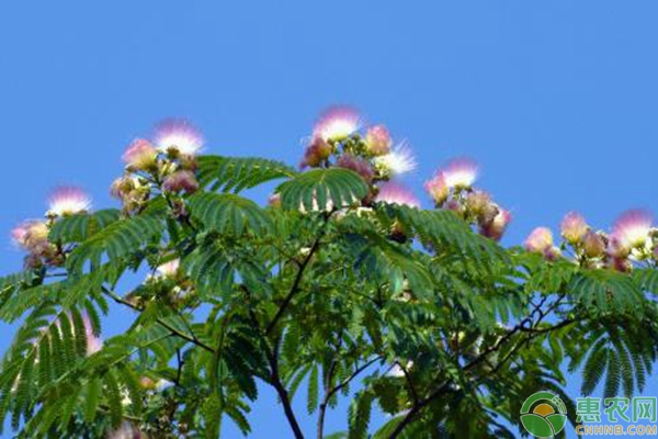 绿植种植 绿植种植