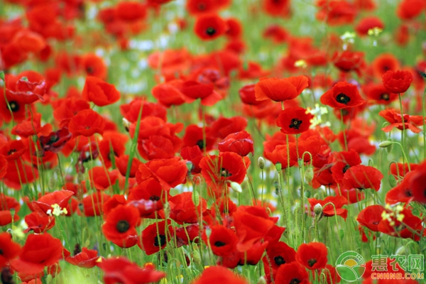 罂粟花 罂粟花