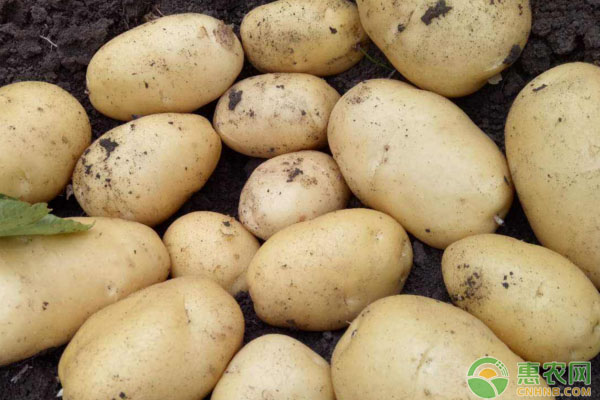 土豆多少钱一斤？6月29日土豆主产区最新价格行情