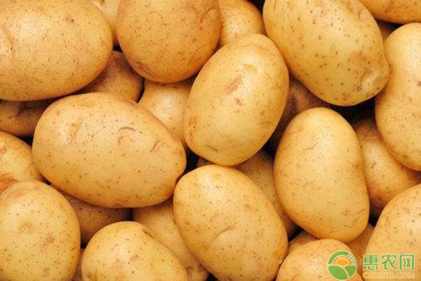 土豆多少钱一斤？6月29日土豆主产区最新价格行情