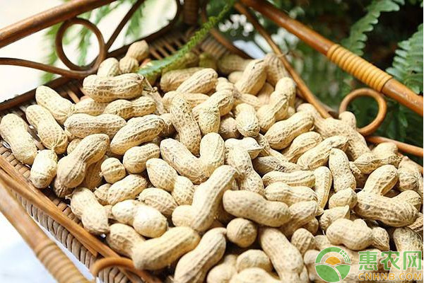 七月份花生价格走势如何？今日各地花生价格最新报价