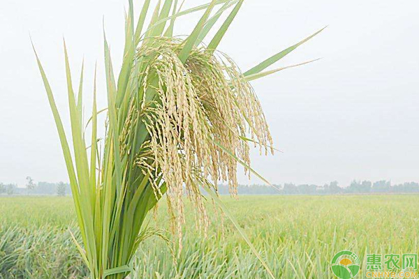 水稻有那些药害?怎么防治?二氯喹啉酸药害的