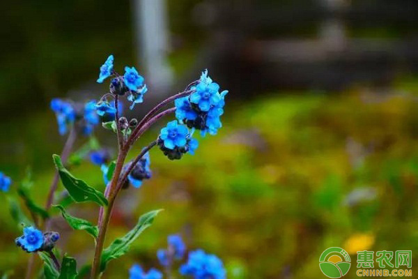 山里一种叫“狗屎花”的野草，竟有驱鼠的作用，市场价高达上百元！