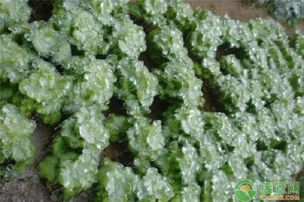 保健蔬菜冰菜的生物学特性及高效栽培技术