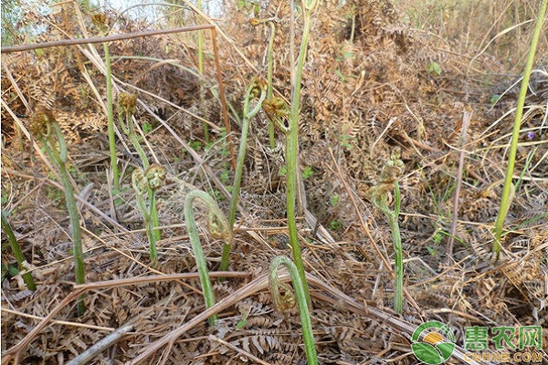 秋后蕨菜地上部分枯死后或春天大地化冻后蕨菜萌芽前,采挖蕨菜根茎.