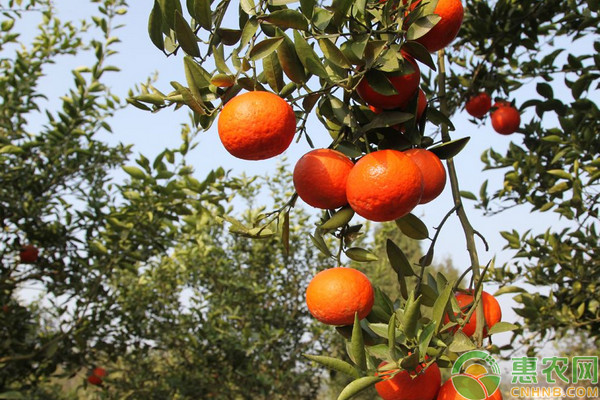 广西地区绿色柑橘种植管理技术