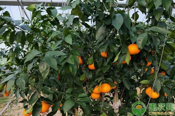广西地区绿色柑橘种植管理技术