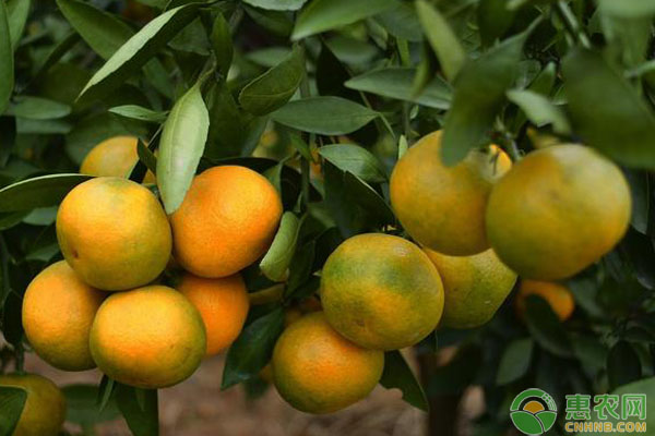 柑橘常见病害黄龙病、红蜘蛛防治措施介绍