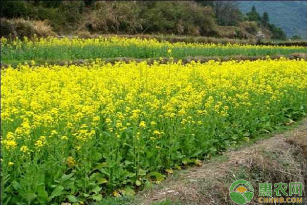 晚熟油菜品种一般适宜苗龄为40天,迟播的偏早熟油菜品种苗龄为30-35天