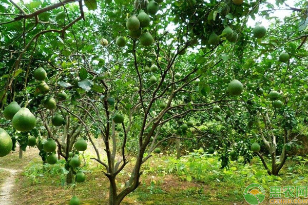 柚子树常见病害有那些?怎么防治?柚子树常见