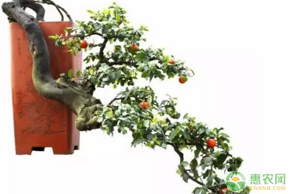观果盆景金弹子嫁接繁殖技术及驯化栽培要点 观果盆景金弹子嫁接繁殖技术及驯化栽培要点