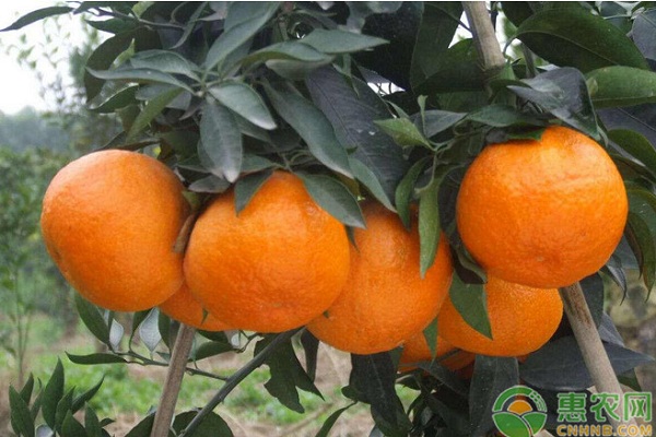 柑橘新品种媛小春的生物学特性及高效栽培技术