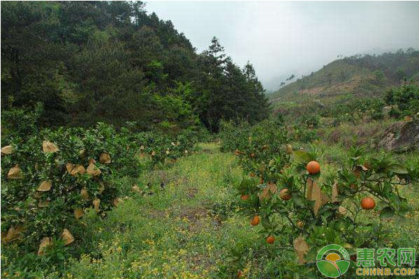 柑橘种植课堂柑橘的六大枝梢特性新手必看