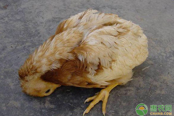 养鸡知识新城疫禽流感和禽霍乱这3种鸡病的区分方法
