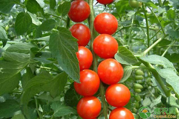 樱桃番茄有什么营养价值及功效?(附种植方法)