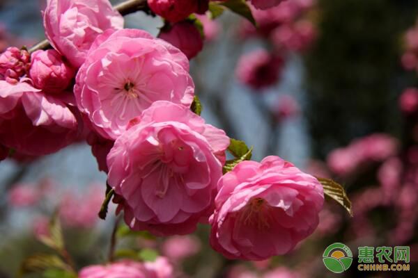 榆叶梅如何整形修剪吉林省榆叶梅生长习性及整形修剪方法