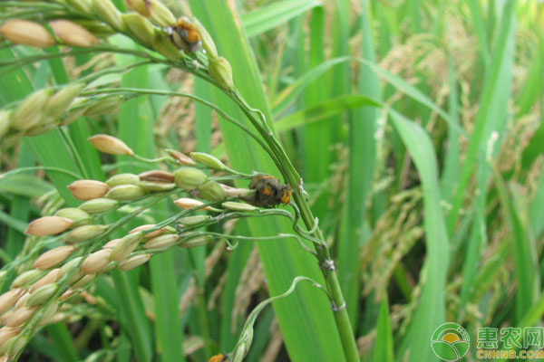 稻曲病对水稻有什么危害?使用什么药剂防治好