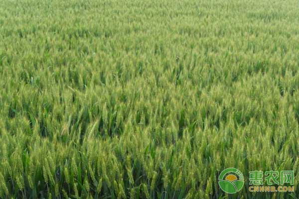 哪些小麦品种适合在河南种植?以下4种强烈推