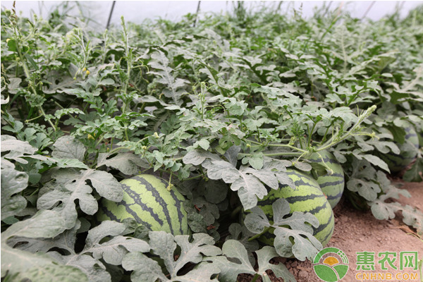 西瓜种植如何高产?西瓜水肥管理技术要点