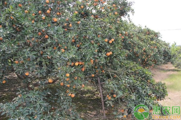 重庆市万州区晚熟柑橘栽培管理技术