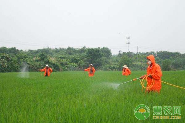 正确使用农药拌种、浸种、灌根的方法及注意事