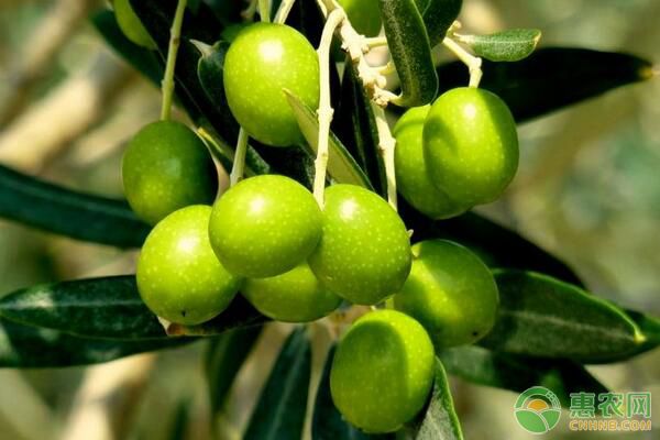 广元油橄榄产业发展存在的问题及解决措施