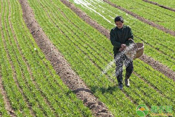 小麦种植过程中如何正确使用尿素附使用方法