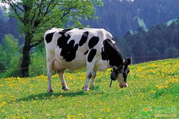 如何判断奶牛是否青霉素过敏?可采取哪些治疗