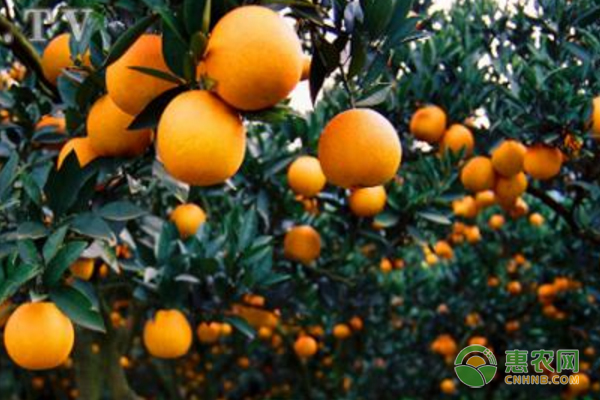 湘西州柑橘产业发展中存在的问题+发展思路及