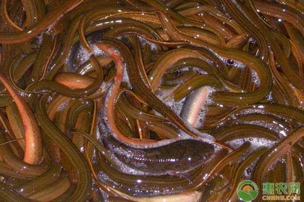 大规模养黄鳝用什么模式?池塘网箱生态养殖黄