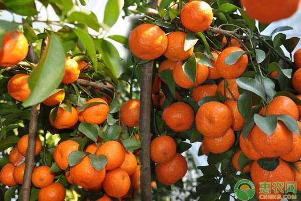 柑橘要想保果,可进行多效唑促花,果园收益看得