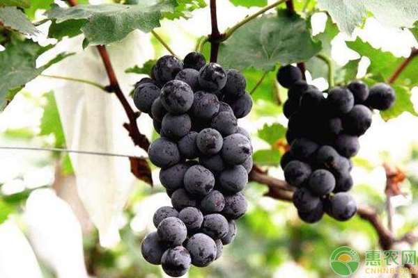 要不要去四川西昌种植葡萄？