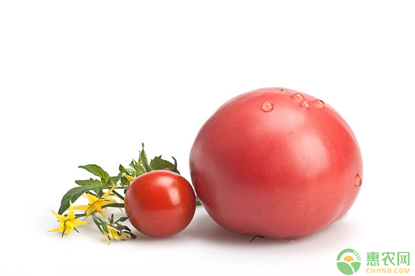 番茄发硬以及口感不好的原因是什么?(附氮肥施