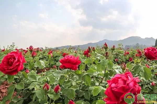 玫瑰花如何育苗?扦插、分株繁殖等都可以! 玫瑰花如何育苗?扦插、分株繁殖等都可以!