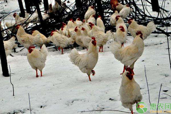 冬天鸡容易得病,主要是因为这三点原因,养鸡户