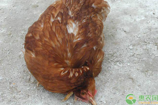 鸡群常出现的六种疾病及其症状表现