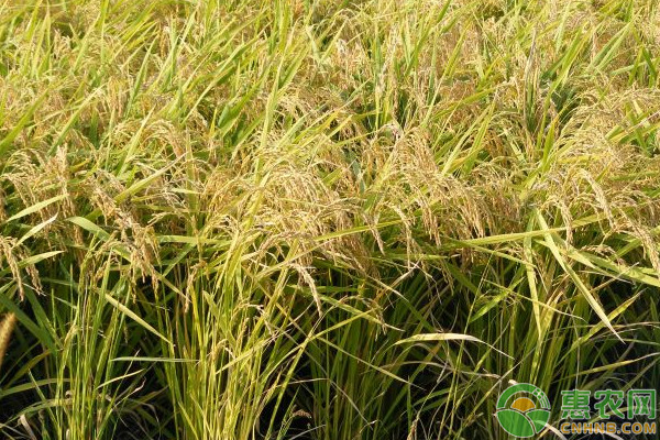 山区水稻优质良种选择及大田管理技术