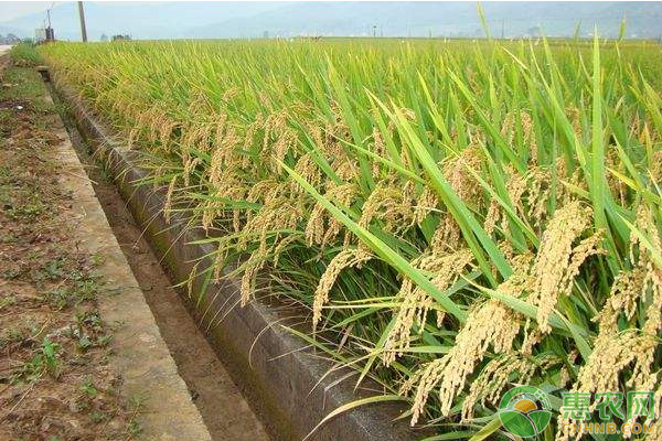 山区水稻优质良种选择及大田管理技术