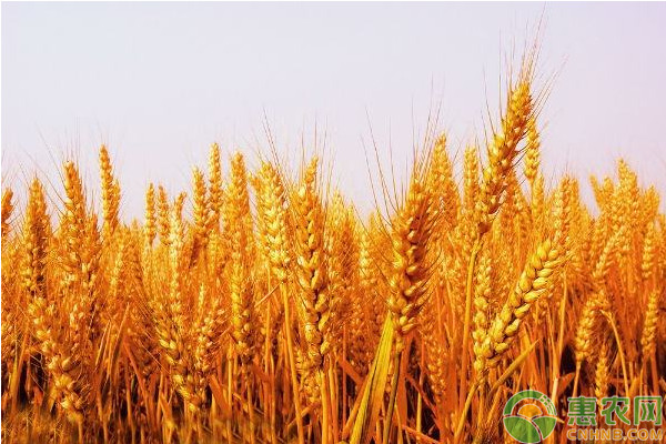 新时代的小麦种植技巧介绍