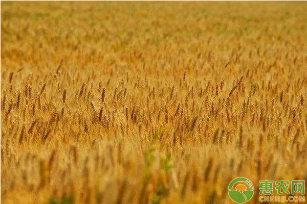 新时代的小麦种植技巧介绍