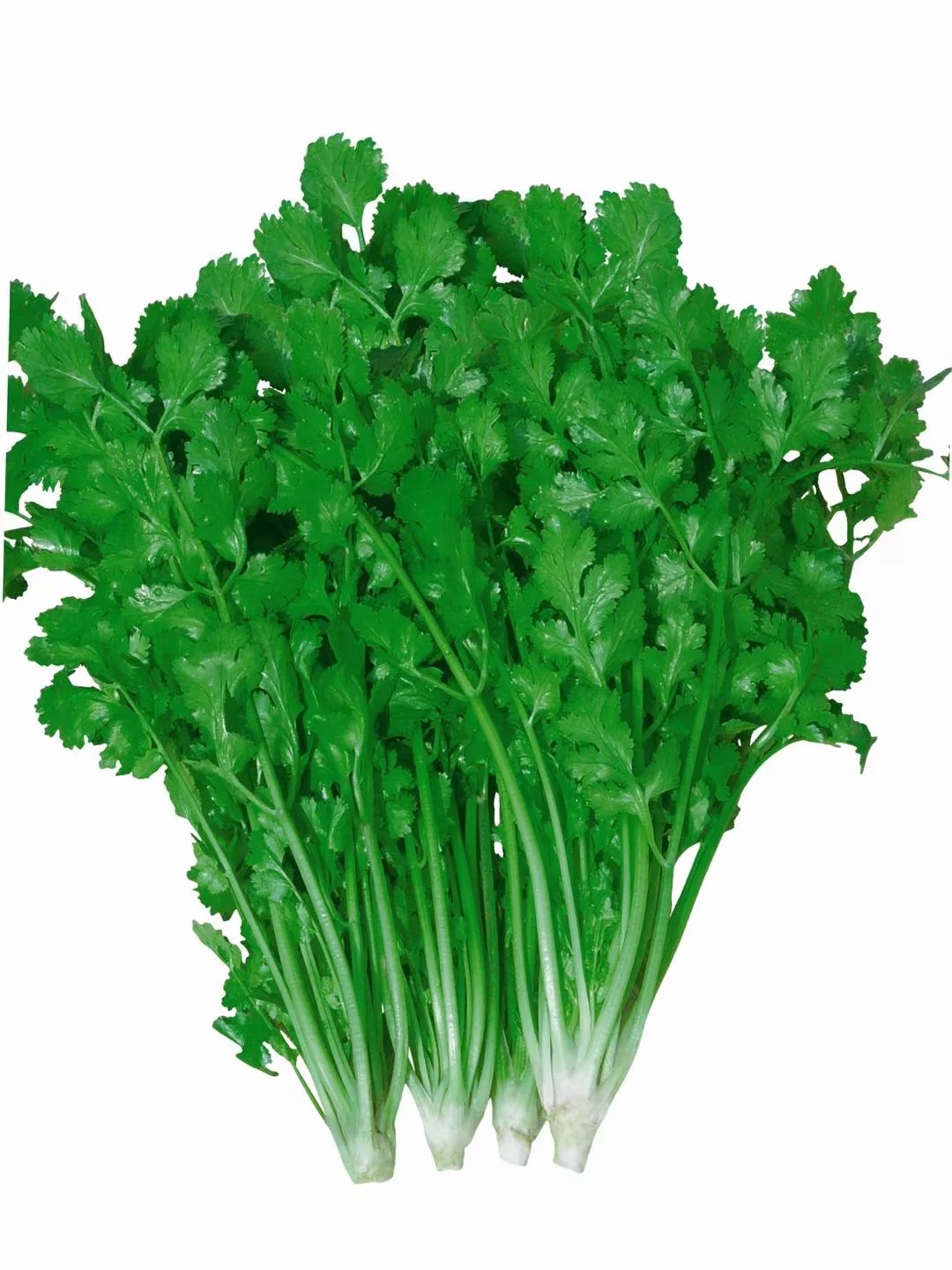 香菜种子