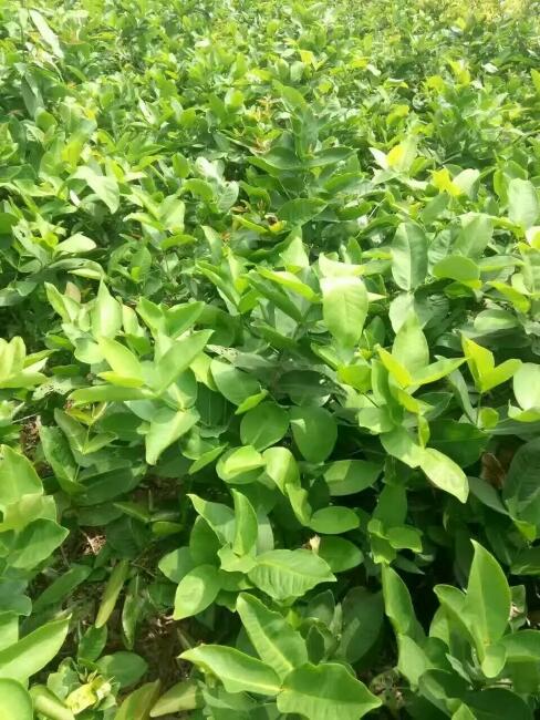 【黑金刚莲雾苗批发】黑金刚莲雾苗价格13元