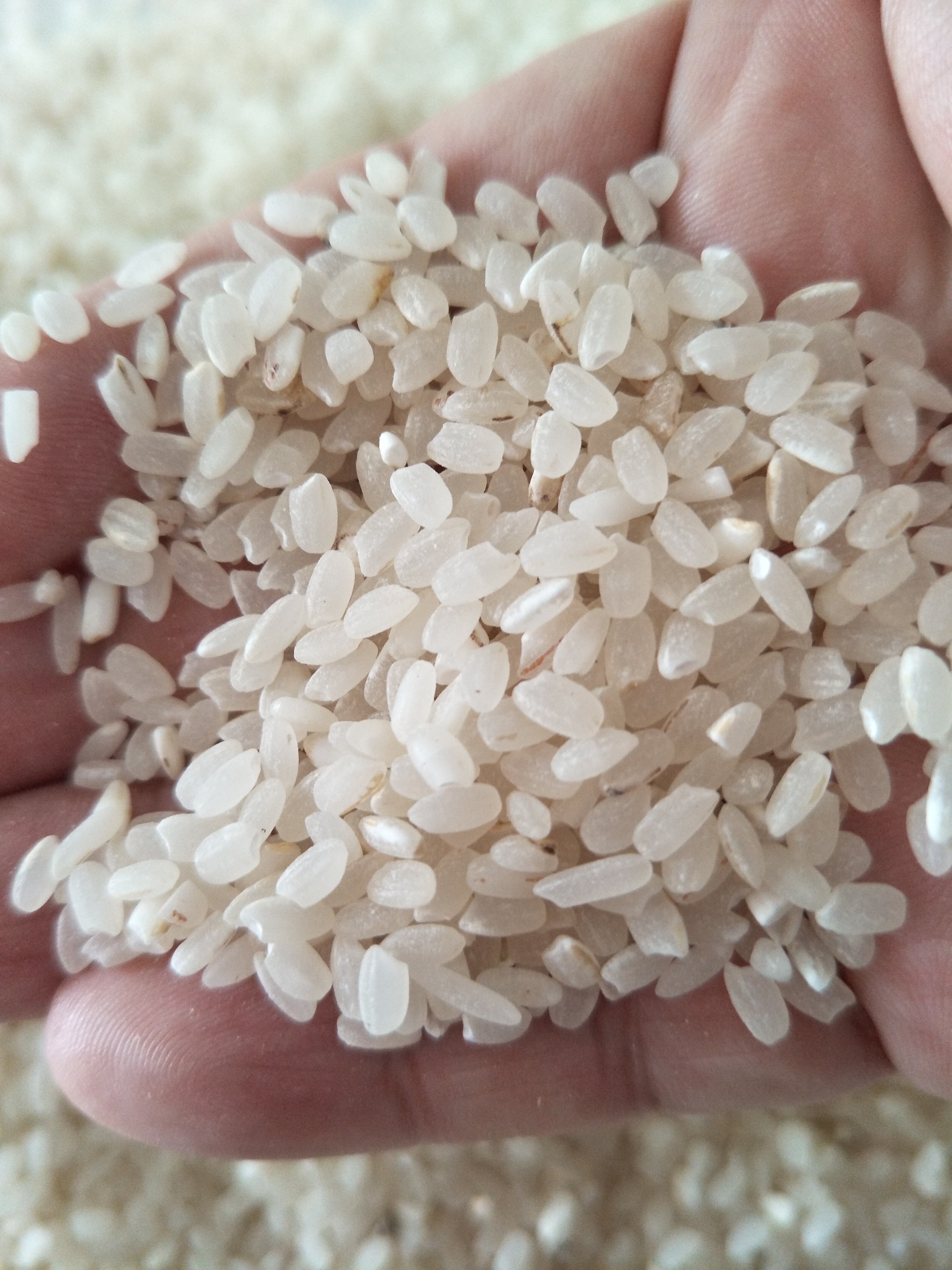 【富硒有机芋头香米批发】富硒有机芋头香米 