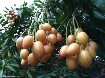 广西玉林市北流市大鸡心黄皮最新产地行情趋势