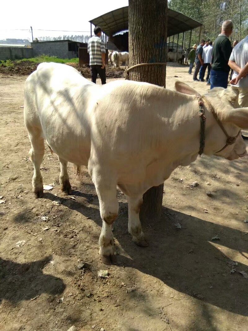 专业销售各种优质黄牛,以及各种母牛,夏洛莱牛,价格合理,随便